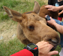 Järvzoo - my hand and little moose