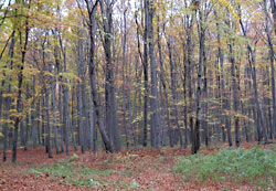 Hungarian forest Miskolc